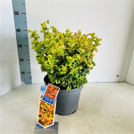 Leucothoë Ax Curly Gold