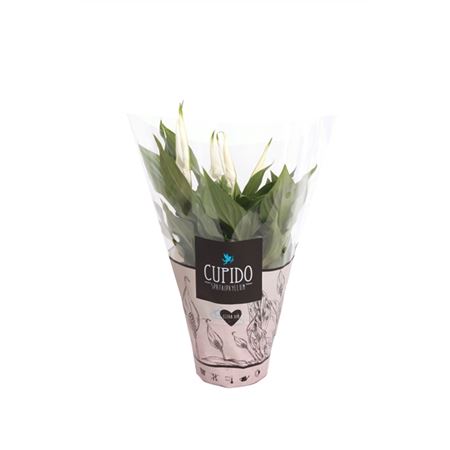 Spath Pearl Cupido 6+