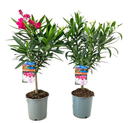 Nerium Oleander Mix On Stem