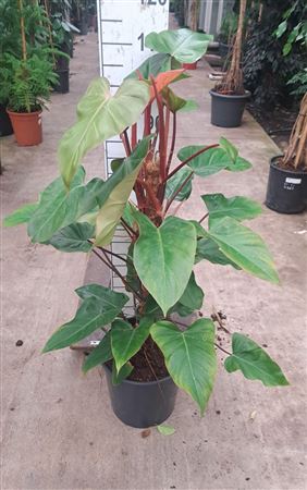 Philodendron Red Emerald Mosspole