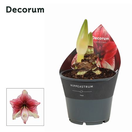 Hipp Tosca 2pp (decorum)