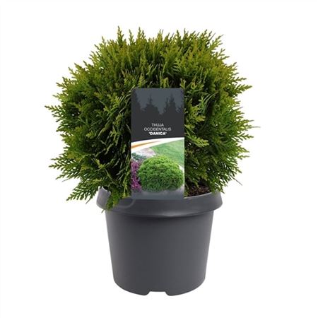 Thuja Occidentalis Danica