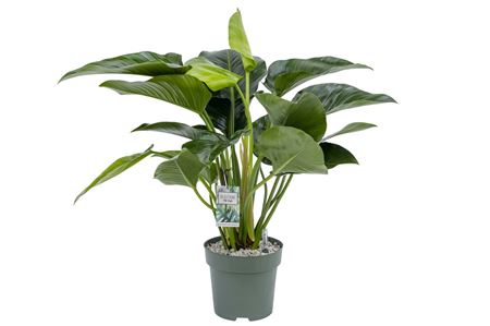 Philodendron Green Beauty