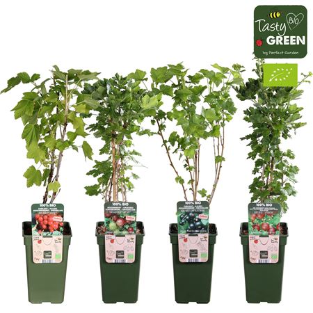 Ribes Mix Bio