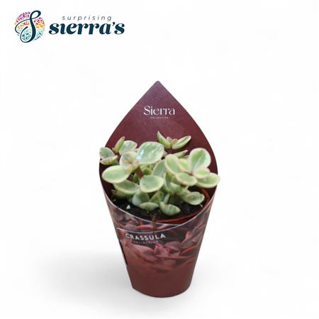 Crassula Afra Variegata (sierra) Sierra Coll. Potc