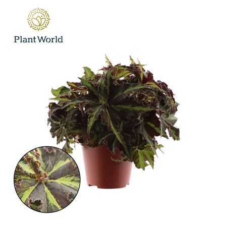 Begonia Rex Lion Dance