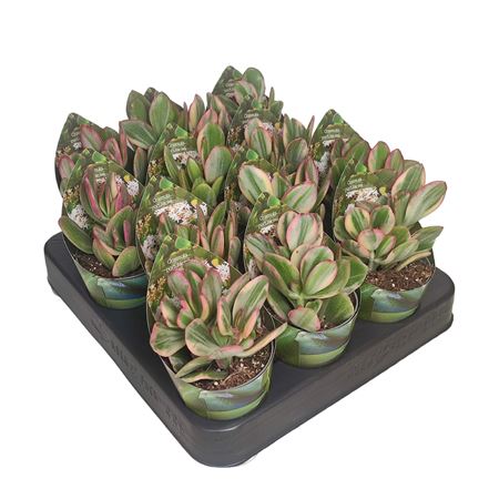 Crassula Ovata Lemon Lime Potcover