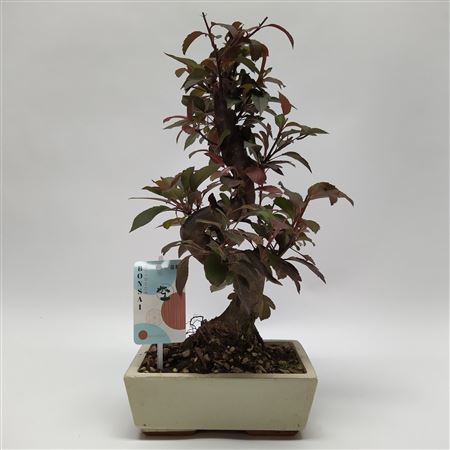 Malus S-shape Bonsai 'traditional'