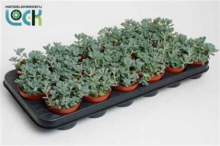 Sedum Comic Tom