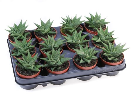 Haworthia Twister