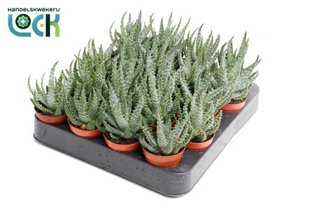 Aloe Humulis