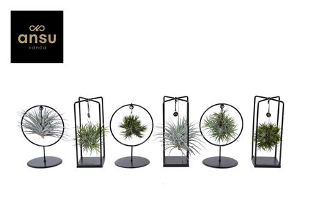 Tillandsia Spikey Mix (small)