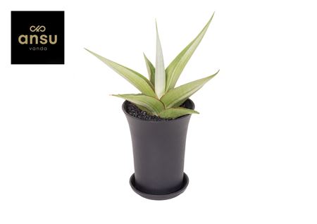 Sansevieria Comet Pastel Grey No. 2 Xl In Sierpot