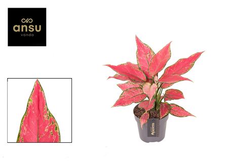 Aglaonema Cherry Baby