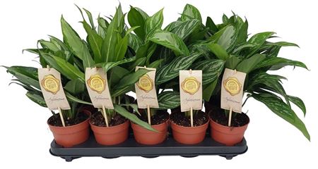 Aglaonema Mix Green
