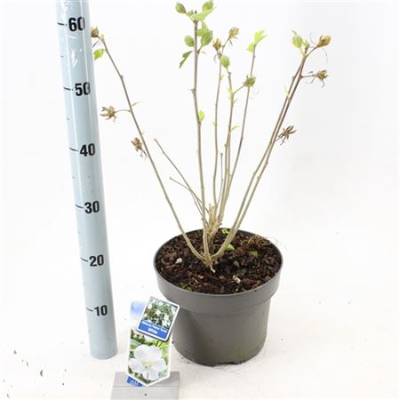 Hibiscus Syr Flower Tower White