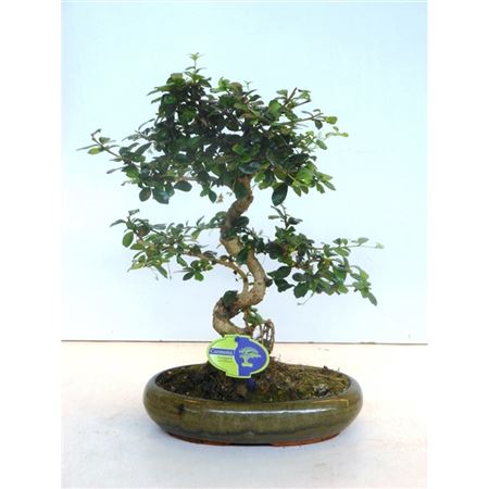 Bonsai Carmona Macrophylla, Without Drip