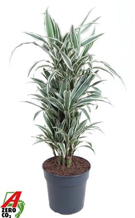 Dracaena White Stripe Vertakt