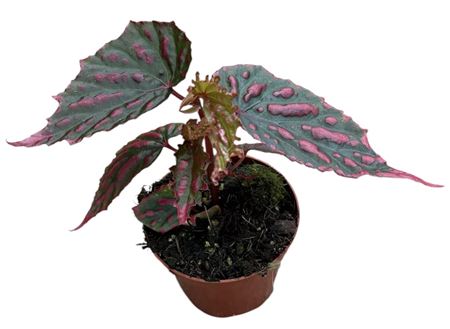 Begonia Mila's Miracle