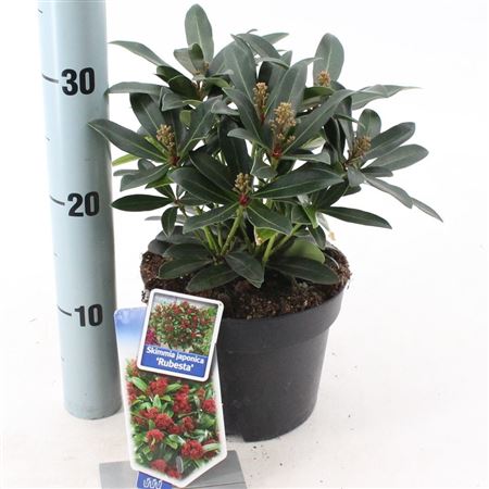Skimmia Jap Rubesta