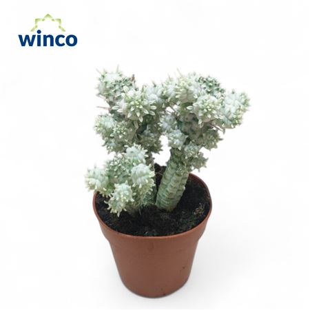 Euphorbia Mammillaris Variagata