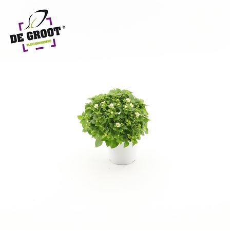 Exacum Affine White Star