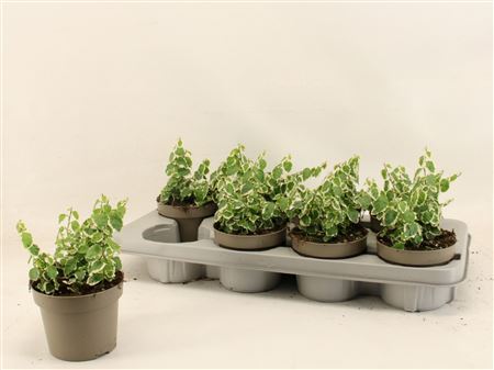 Ficus Pumila Belle Sunny