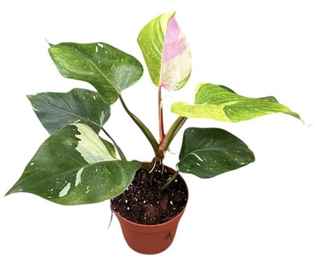 Philodendron Fresh Aurea Tricolor