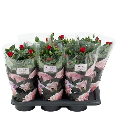 Rosa Red