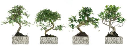 Bonsai Carmona S-shape Pot Oriental Collection