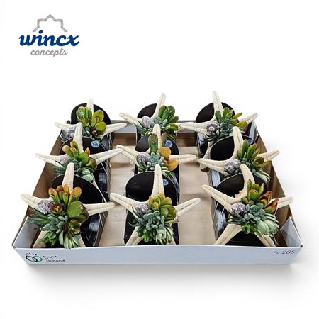 Concepts® - Uniqueshells 'starfish' (xl) Wincx Con