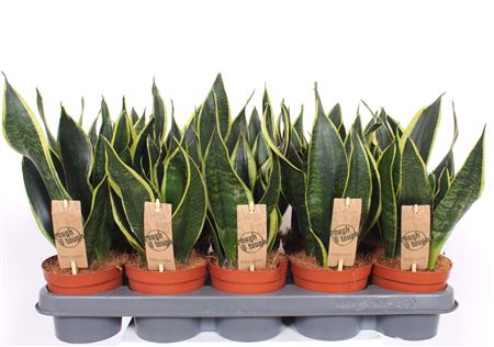 Sansevieria Black Superba