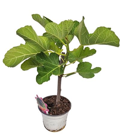 Ficus Carica Bush