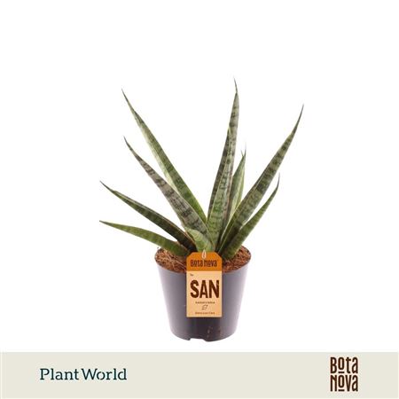 Sansevieria Sem P10.5