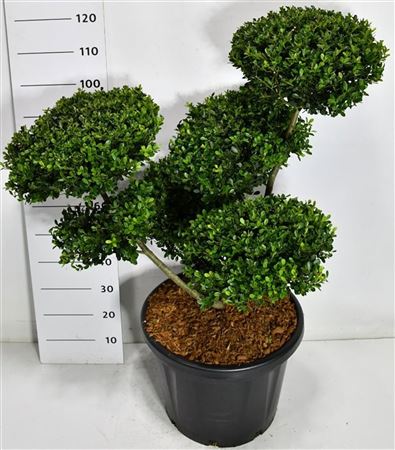 Ilex Cren Green Hedge