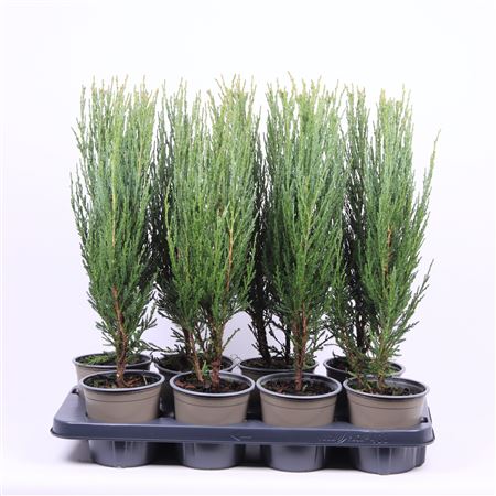 Juniperus Scop Blue Arrow