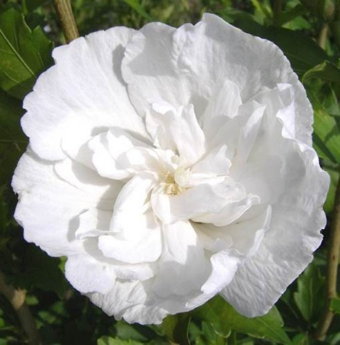 Гибискус сирийский Уайт Чиффон в тубе