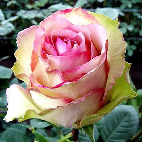 Роза чайно-гибридная Эсперанза