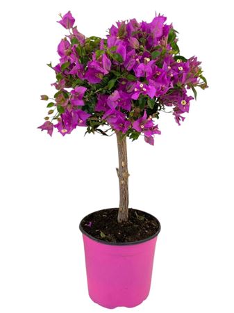 Bougainvillea Sanderiana On Thick Stem