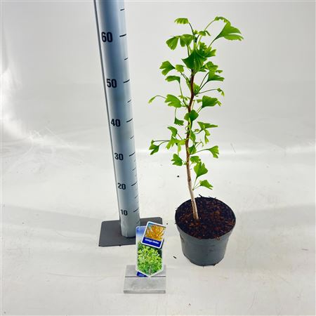 Ginkgo Biloba