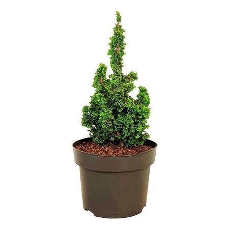 Thuja Occ Primo