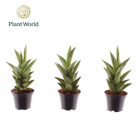 Sansevieria Starshooter (decorum)