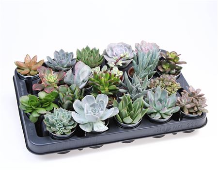 Succulent Zinkpot