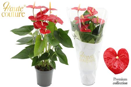 Anth An Jambo Red 5+ Haute Couture Sleeve
