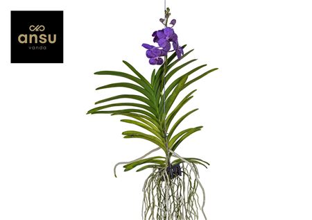 Vanda Tayanee Blue Large