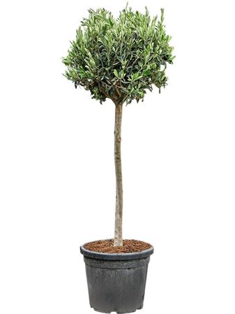 Olea Europaea (150-180)