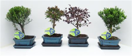 Bonsai Mix Outdoor,  With Drip Tray