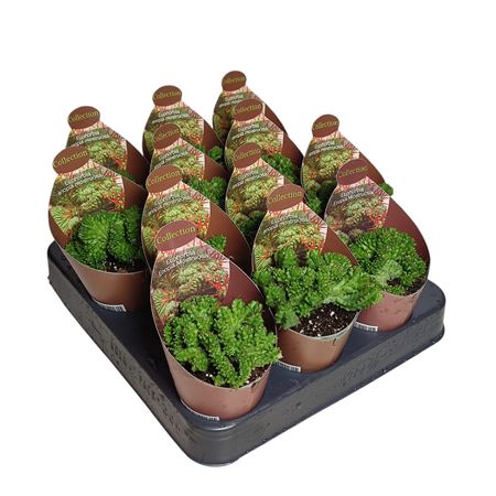 Euphorbia Enopla Mostruosa Crestata Potcover