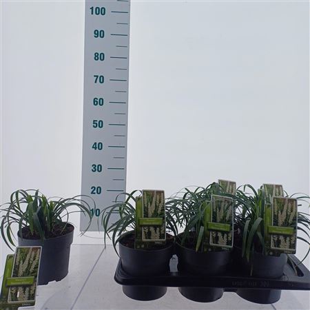 Liriope Muscari Monroe White