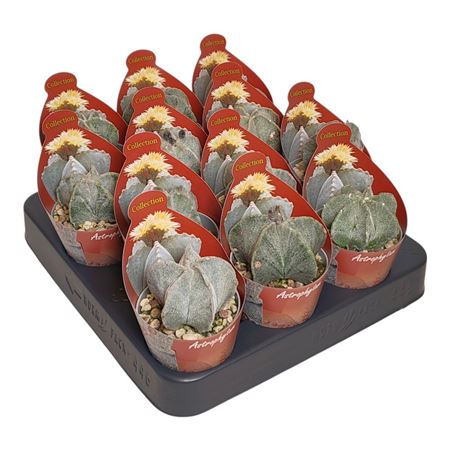 Astrophytum Myriostigma Potcover